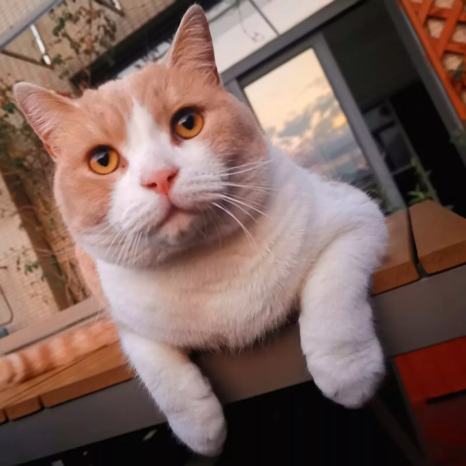 v5-给情侣头像下加个昵称