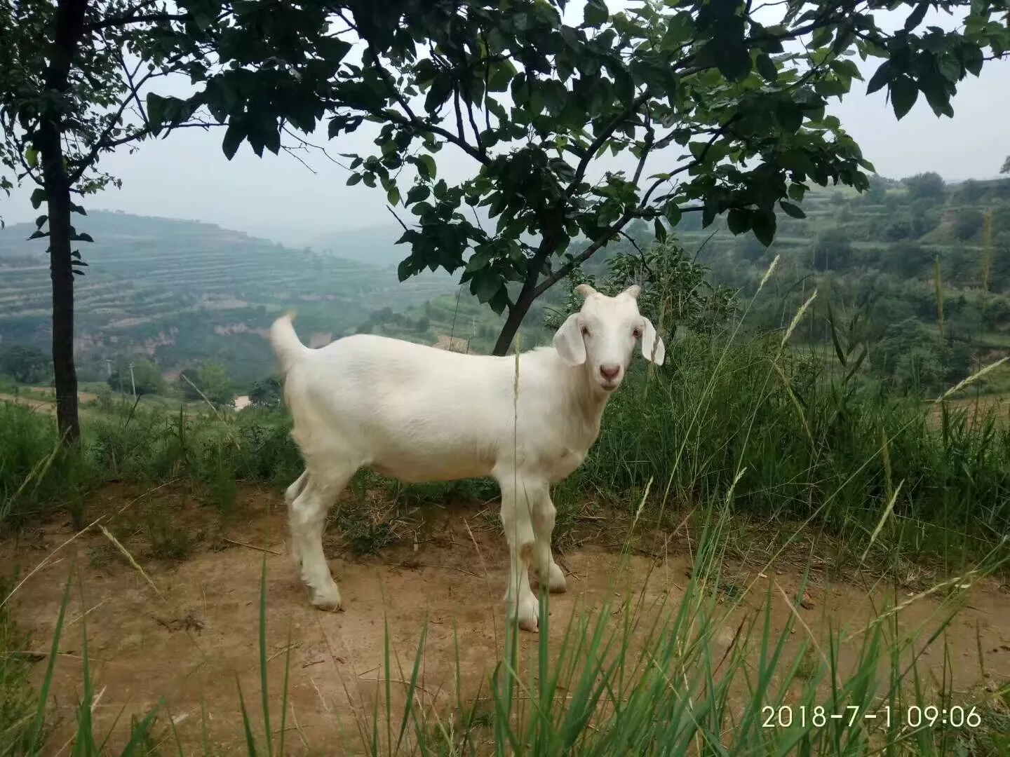 go壁纸api开机自启